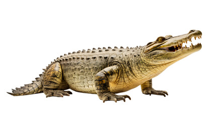 Naklejka premium Angry alligator isolated on transparent background