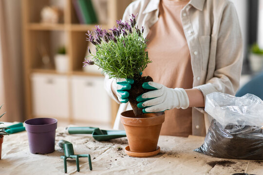 people, gardening and housework concept - close up of woman in gloves planting pot flowers at home