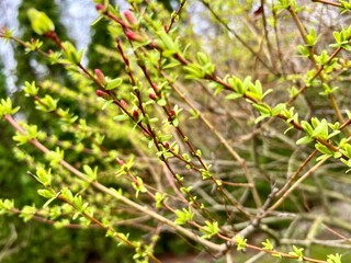 leaves on a tree