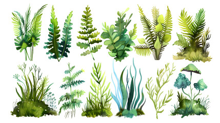 Watercolor collection of many different magical natural ferns and mosses isolated on transparent background