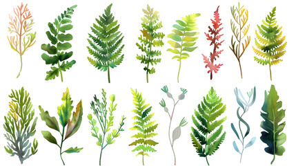 Watercolor collection of many different magical natural ferns and mosses isolated on transparent background - obrazy, fototapety, plakaty