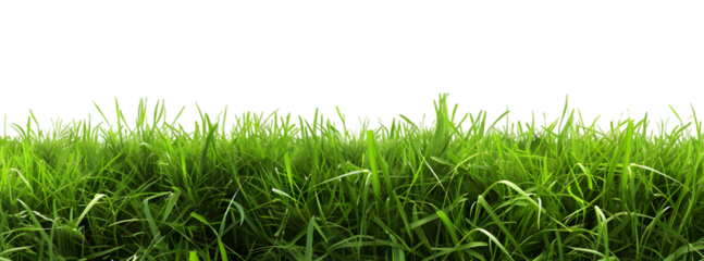 Green grass field isolated on transparent background