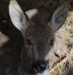 A young deer looks into the camera lens