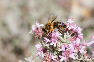 Abeja apis mellifera durante la recolección de nectar en flores de tomillo (Thymus vulgaris) en el parque natural Sierra de Mariola de Alcoy, España