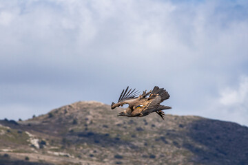 Buitre gyps fulvus volando con posición de descenso en el parque natural Sierra de Mariola, España