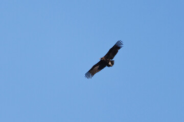 Buitre negro, Aegypius monachus, volando con fondo de cielo azul, Alcoy, España