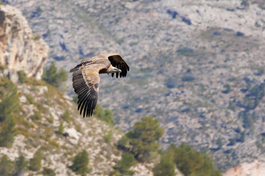Buitre leonado, gyps fulvus, aleteando durante el vuelo sobre el barranco del Cint en Alcoy, Espa&ntilde;a