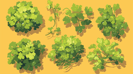 Bunch of ripe parsley illustration 2d flat cartoon