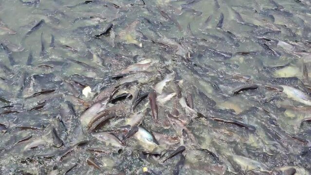 Many fish in the river Receiving food from people