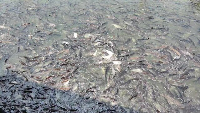 Many fish in the river Receiving food from people