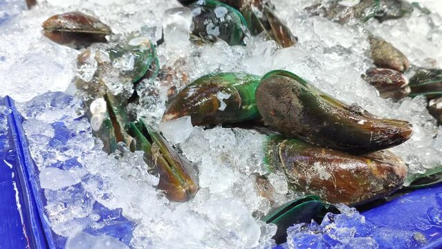 Fresh mussels are soaked in ice for cooking. 