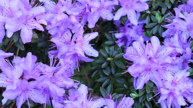 Rhododendron bush with purple flowers grows in the garden. Rhododendron hybrid Amethyst 