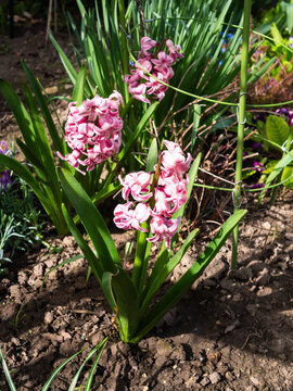 Pink common hyacinth, garden hyacinth
