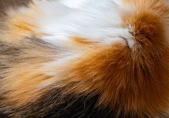 Close-up image capturing the rich, multicolored texture of calico cat fur in high detail, ideal for...