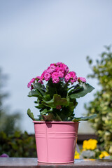 pink kalanchoe flowers in a pastel pot displayed on garden table - 775883433