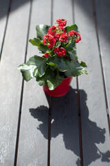 Vibrant red kalanchoe flowers in a pot - 775883848