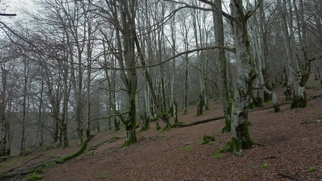 Rare beech trees without leaves stand on the forest floor, covered with brown leaves, interspersed with moss and stones