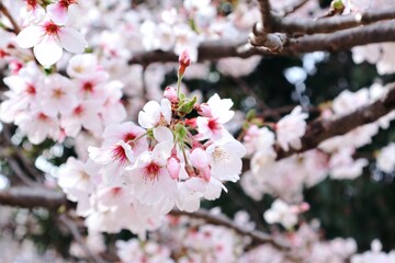Naklejka premium 薄ピンクが綺麗な満開の桜