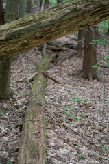 Fallen trees in the woods at Ellis Hollow Nature Preserve