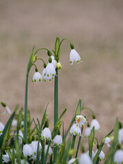 Obraz premium 愛らしいスノーフレークの花が咲く