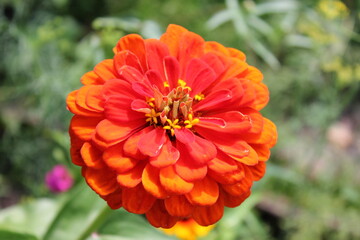 plants, flowers, beautiful flower