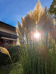 sunset in the garden