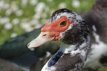 juvenile specimen of muscovy duck, closeup portrait