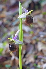 late spider orchid in blooming, Ophrys holoserica, Orchidaceae