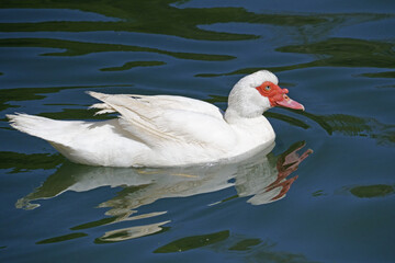 white muscovy duck swims in a small lake