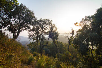 Fototapeta na wymiar Tropical teak forest uprisen view