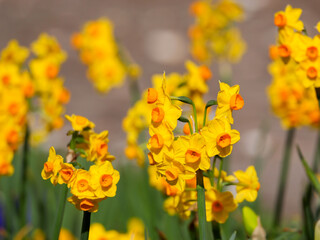 Obraz premium spring time with its beautifful many daffodils