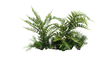 Plante verte et fougères