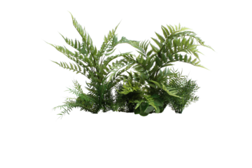 Plante verte et fougères