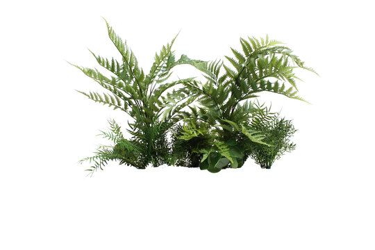 Plante verte et foug&egrave;res