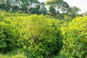 Coffee farming: fresh aroma, prosperous agriculture