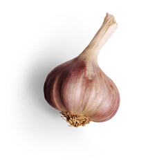 Delicious head of garlic to give great flavor to food with transparent background and shadow