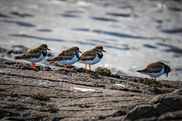 A group or Turnstones by the shore