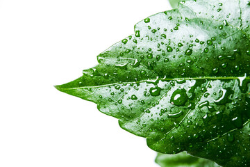 Green leaf of Chinese rose hibiscus with water drops
