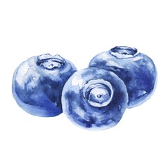 Blueberry food watercolour illustration on white