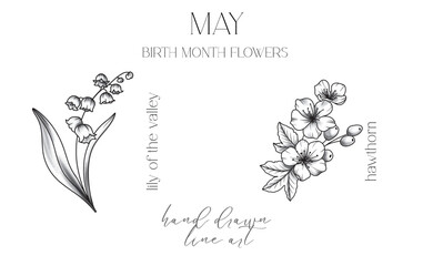 May Birth Month Flowers. Lily of the valley outline isolated on white. Cherry Blossom Line Art. Hand drawn line art botanical illustration. Black and White Flowers © Xenia