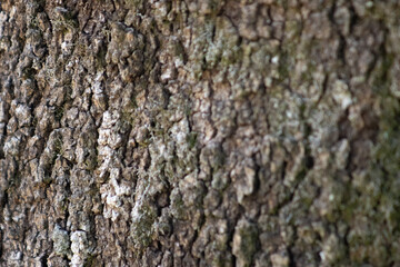 Close-up of the texture of a dark trunk .Horizontal photo
