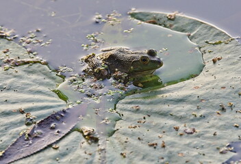 Frog on leaf in water