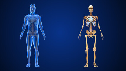 Human Organ Skeleton system 3d illustration