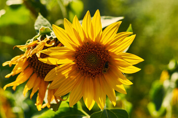 A young sunflower stands illuminated by the hot summer sun. It is a beautiful, yellow flower. A bee collects nectar from the middle of the bloom. This creates a beautiful still life for the summer