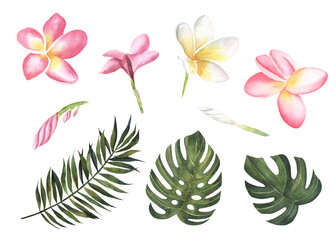 Tropical floral set. Beautiful soft floral collection with palm leaves and flowers tropical leaves,plumeria. Watercolor hand drawn individual elements. Perfect for wedding,invitations.