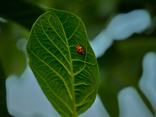 A ladybug, a beautiful spotted insect, lurks on the back of a green walnut leaf