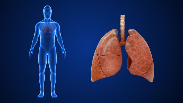 Human Organ lungs 3d illustration