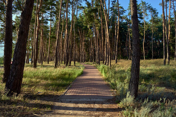 Fototapeta premium A sunny evening in a pine forest, the path for a walk is tiled and it goes into the distance and gets lost among tall pines, a pleasant place for walking