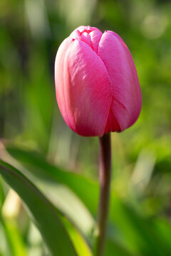 Tulip with vibrant, deep rose petals at the center, slightly shading to a softer pink around the edges. Close up pink tulip. Pink Impression