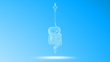 Human Organ digestive system 3d illustration